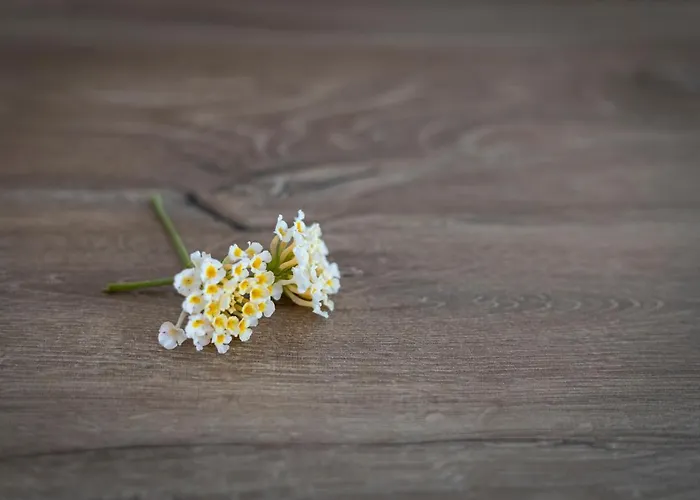 Sk Suites Thassos Apartment Skala Potamia (Thasos)